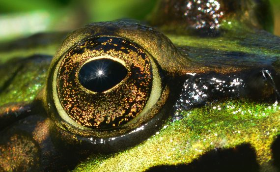 close of a shiny frog's eyes